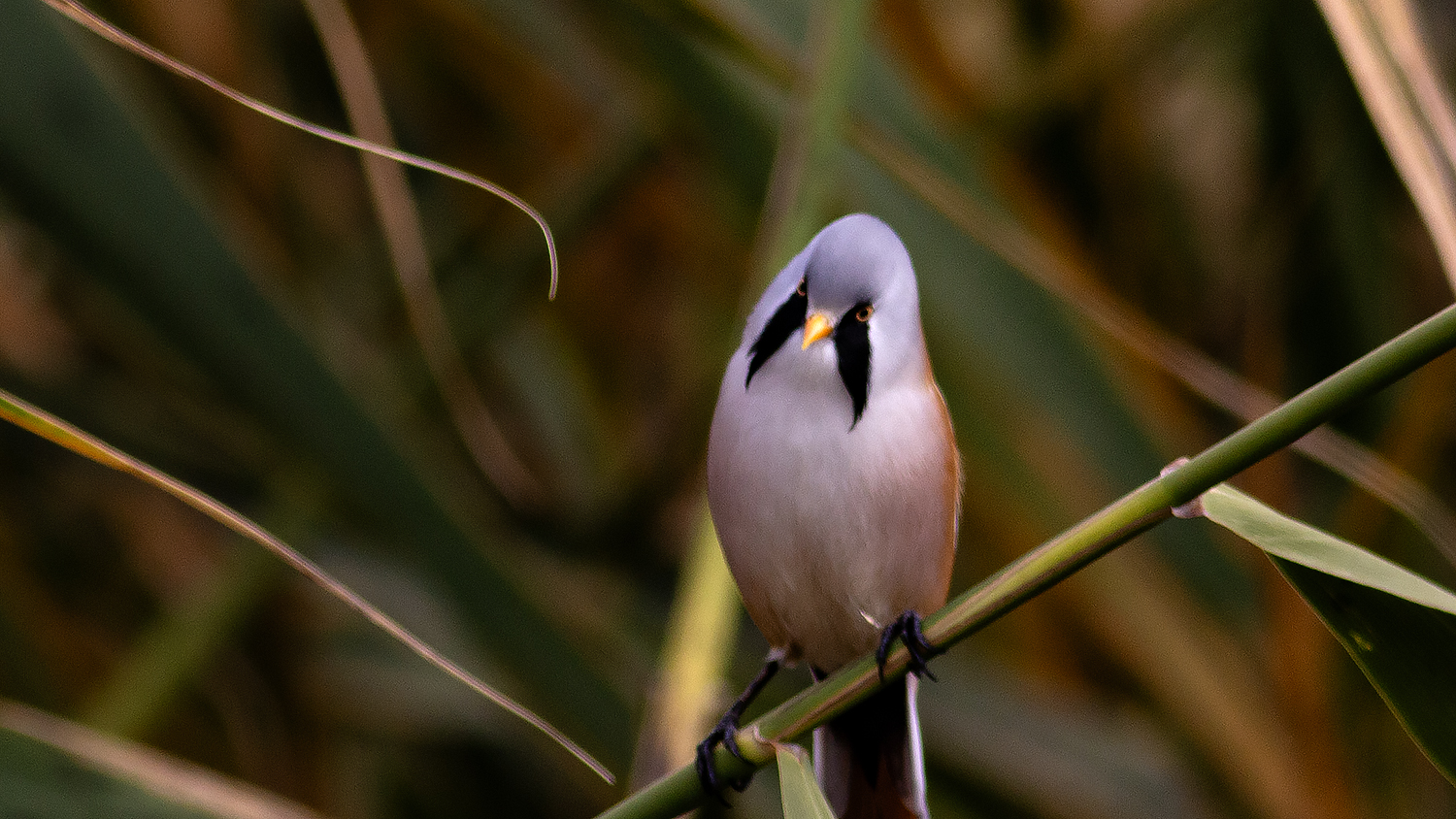 Bearded Reedling
